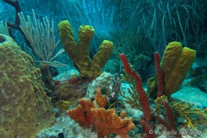 Malendure - îlet Pigeon    